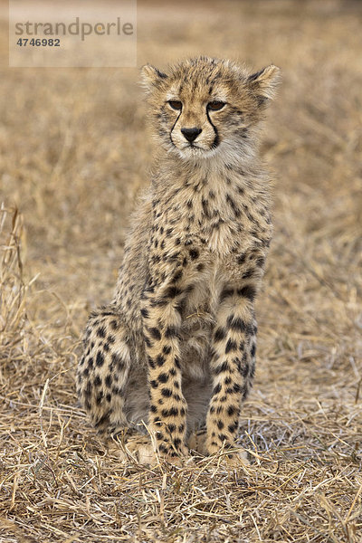 Gepard (Acinonyx jubatus)  Jungtier  Tshukudu Game Lodge  Hoedspruit  Greater Krüger Nationalpark  Limpopo Province  Südafrika  Afrika
