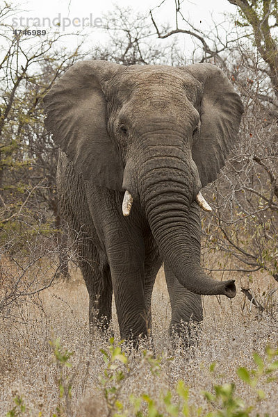 Elefant (Loxodonta africana) im Busch  Tshukudu Game Lodge  Hoedspruit  Greater Krueger Nationalpark  Limpopo Provinz  Südafrika  Afrika