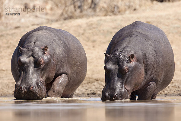 Flusspferde (Hippopotamus amphibius) trinkend im Wasserloch  Tshukudu Game Lodge  Hoedspruit  Greater Kruger Nationalpark  Limpopo Province  Südafrika  Afrika