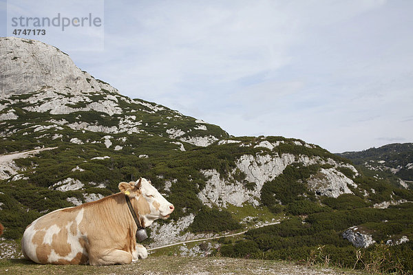 Liegende Kuh am Nordrand des Dachsteingebirges  Krippenstein  Salzkammergut  Österreich  Europa