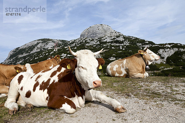 Liegende Kühe am Nordrand des Dachsteingebirges  Krippenstein  Salzkammergut  Österreich  Europa