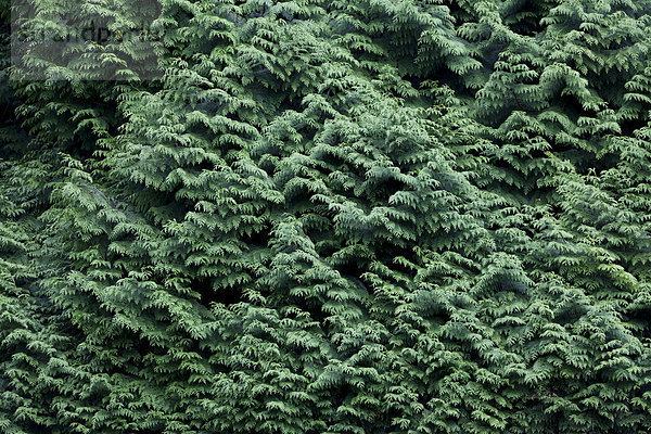 Grüner flächiger Wacholderbusch im Park