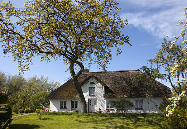 Reetgedecktes Landhaus mit blühenden Bäumen im grünen Garten  Eiderstedt  Schleswig-Holstein  Deutschland  Europa