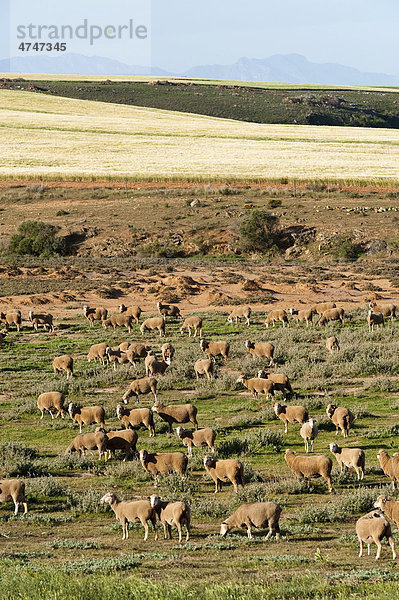 Schafe weiden auf einer Farm in Ouplaas  Westliche Kapregion  Südafrika  Afrika  Afrika