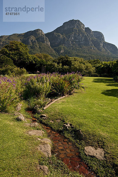 Kirstenbosch  Botanischer Garten in Kapstadt  Südafrika  Afrika