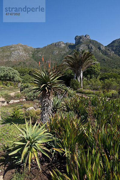 Kirstenbosch  Botanischer Garten in Kapstadt  Südafrika  Afrika