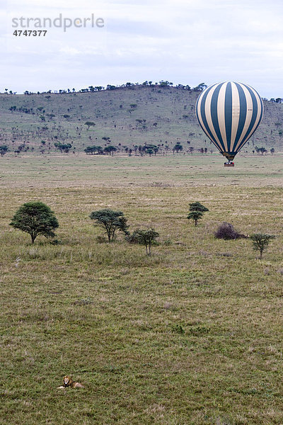 Löwe (Panthera leo) vor einer Heißluftballonfahrt über dem Serengeti-Nationalpark  UNESCO Weltnaturerbe  Tansania  Afrika