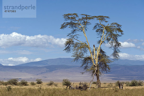 Gelbrindige Akazie (Acacia xanthophloea)  im Ngorongoro Krater  Serengeti-Nationalpark  UNESCO Weltnaturerbe  Tansania  Afrika