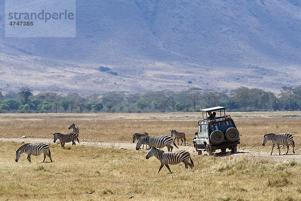 Touristen beobachten Zebras (Equus burchelli)  von ihrem Fahrzeug  Ngorongoro Krater  Serengeti-Nationalpark  UNESCO Weltnaturerbe  Tansania  Afrika equus burchelli  Zebra