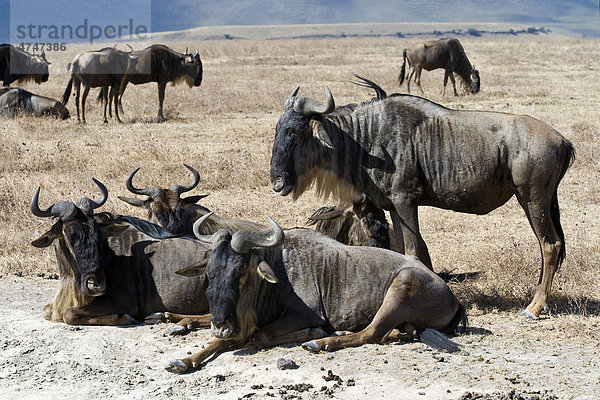 Gnus (Connochaetes taurinus) ruhen während der Mittagshitze im Ngorongoro Krater  Serengeti-Nationalpark  UNESCO Weltnaturerbe  Tansania  Afrika