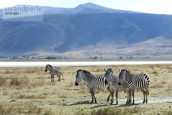 Zebras (Equus burchelli) während der Mittagshitze im Ngorongoro Krater  Serengeti-Nationalpark  UNESCO Weltnaturerbe  Tansania  Afrika equus burchelli  Zebra