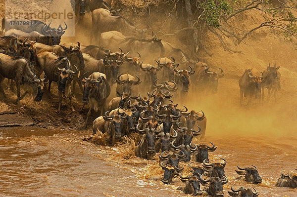 Gnus (Connochaetes)  Herde bei der Überquerung des Mara Flusses  Masai Mara  Kenia  Afrika