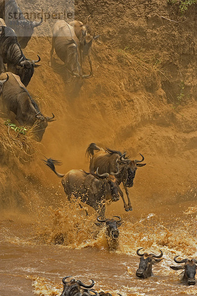 Gnus (Connochaetes)  Herde bei der Überquerung des Mara Flusses  Masai Mara  Kenia  Afrika