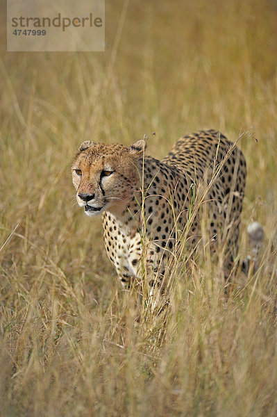 Gepard (Acinonyx jubatus)  bei der Wanderung im Grasland  Masai Mara  Kenia  Afrika