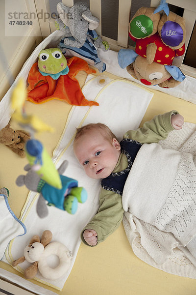 Säugling  Junge  2 Monate  liegt in seinem Kinderbett  umgeben von zahlreichen Stofftieren  und beobachtet ein Mobile  Deutschland  Europa