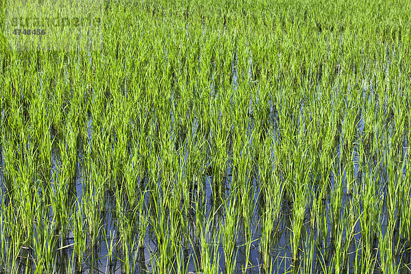 Reisanbau in einem Reisfeld  Laos  Südostasien