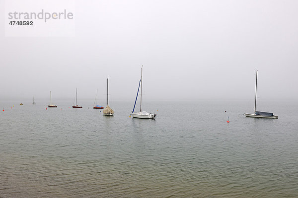 Segelboote im Nebel auf dem Forggensee bei Füssen  Allgäu  Bayern  Deutschland  Europa