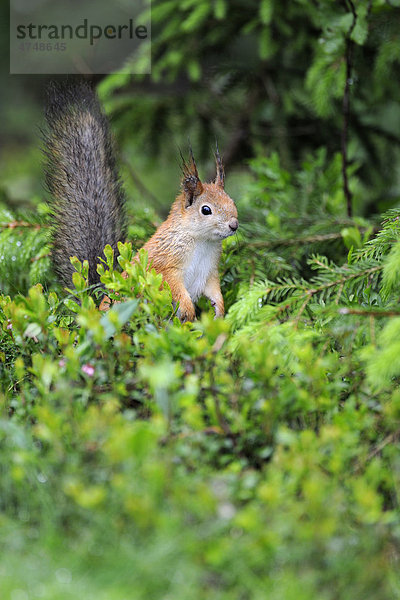 Eichhörnchen (Sciurus vulgaris)  Karelien  Ostfinnland  Finnland  Europa