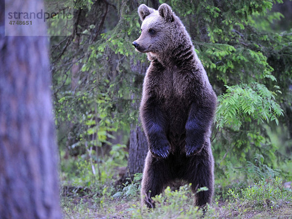 Braunbär (Ursus arctos)  Weibchen steht auf den Hinterbeinen und sichert  Karelien  Ostfinnland  Finnland  Europa
