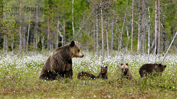 Braunbärin (Ursus arctos) mit kleinen Jungen in einem finnischen Wollgrasmoor  Karelien  Ostfinnland  Finnland  Europa
