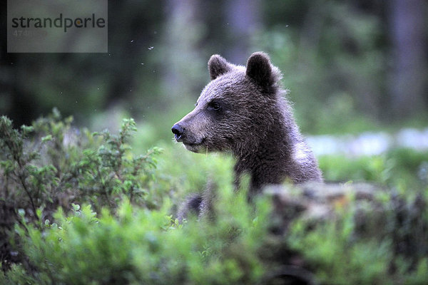 Kleiner Braunbär (Ursus arctos)  sichernd  Karelien  Ostfinnland  Finnland  Europa