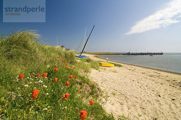 Dünen und Strand auf Amrum  Nordsee  Schleswig-Holstein  Deutschland  Europa