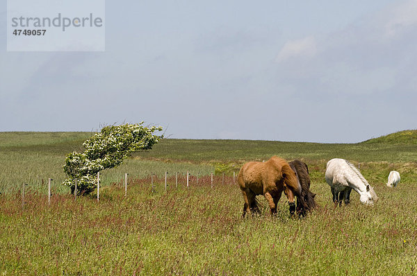 Pferde auf der Weide auf Amrum  Nordsee  Schleswig-Holstein  Deutschland  Europa