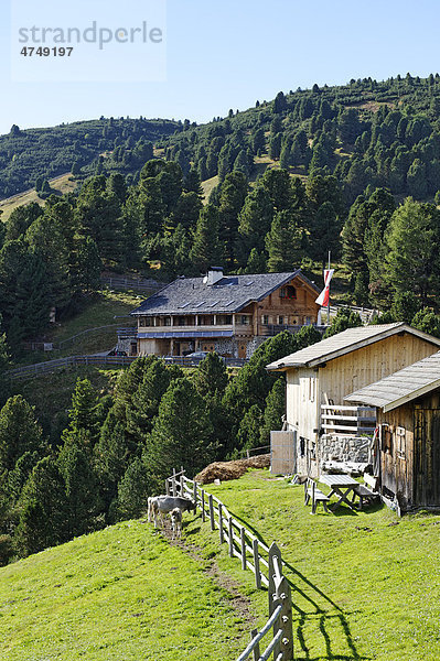 Käserei am Kasereck auf der Villanderer Alm  Sarntaler Alpen am Latzfonser Kreuz  bei Feldthurns  Südtirol  Italien  Europa