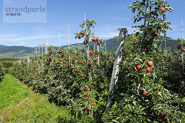 Obstanbaugebiet Natz Schabs Apfelplantagen  Südtirol  Italien  Europa
