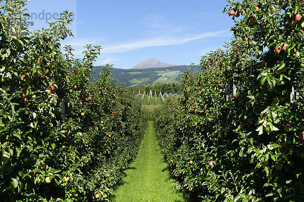 Obstanbaugebiet Natz Schabs Apfelplantagen  Südtirol  Italien  Europa