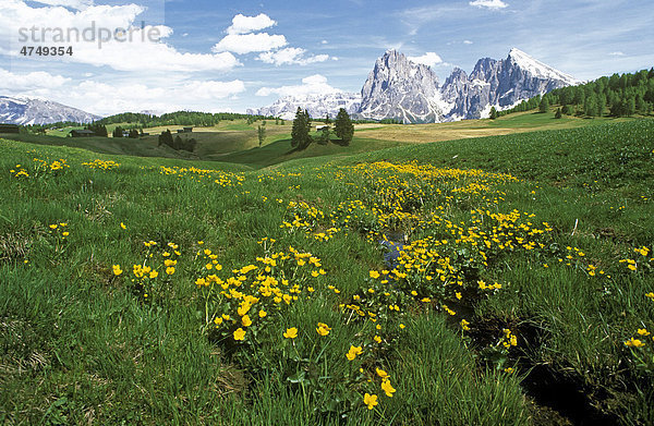 Langkofel  Plattkofel von der Seiser Alm  Dolomiten  Südtirol  Italien  Europa