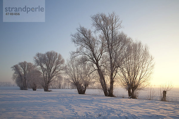 Bäume im Schnee im Morgenlicht  Kamen  Ruhrgebiet  Nordrhein-Westfalen  Deutschland  Europa