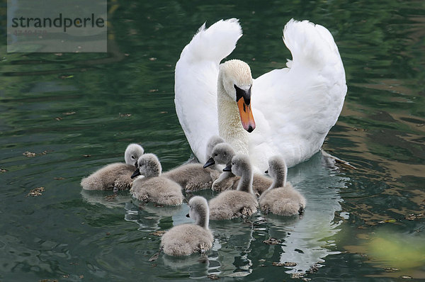 Schwanenfamilie  Höckerschwan (Cygnus olor)  Bayern  Deutschland  Europa