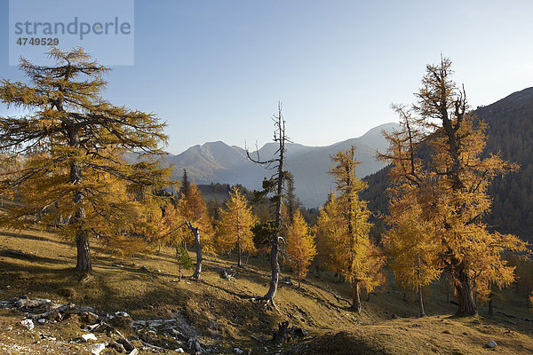 Lärchenwald im Herbst  Eisental  Nationalpark Nockberge  Kärnten  Österreich  Europa