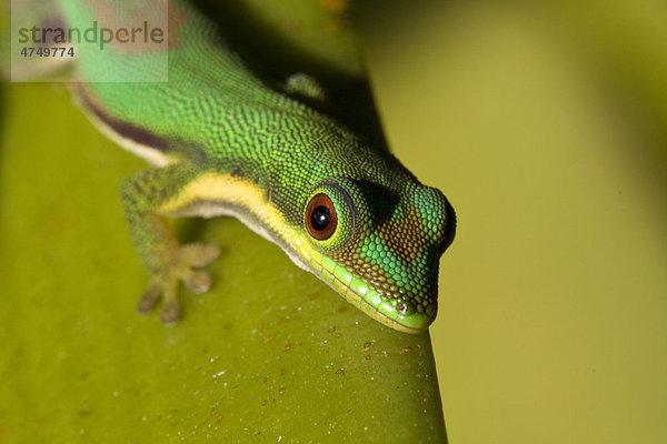 Streifentaggecko (Phelsuma lineata)  tagaktiv  Madagaskar  Afrika