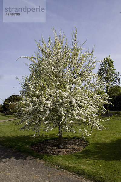 Birnbaum (Pyrus longipes) in Blüte