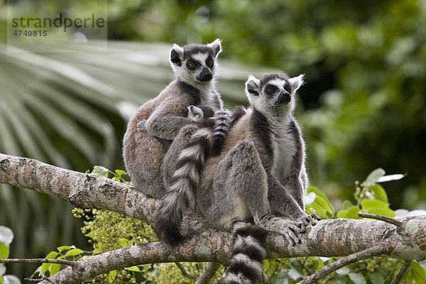 Kattas (Lemur catta)  Madagaskar  Afrika