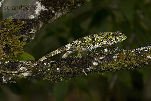 Kurznasiges Chamäleon (Calumma gastrotaenia)  Andasibe  Madagaskar  Afrika