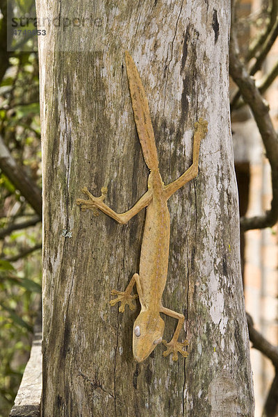 Streifen-Blattschwanzgecko (Uroplatus lineatus)  Madagaskar  Afrika