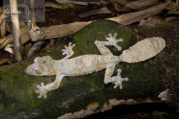 Madagassischer Platt- oder Blattschwanzgecko (Uroplatus fimbriatus