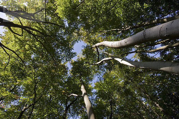 Blick hinauf in die Baumkronen im Buchenwald  Epping Forest  Essex  England  Großbritannien  Europa