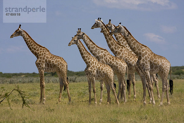 Giraffen-Herde (Giraffa camelopardalis)