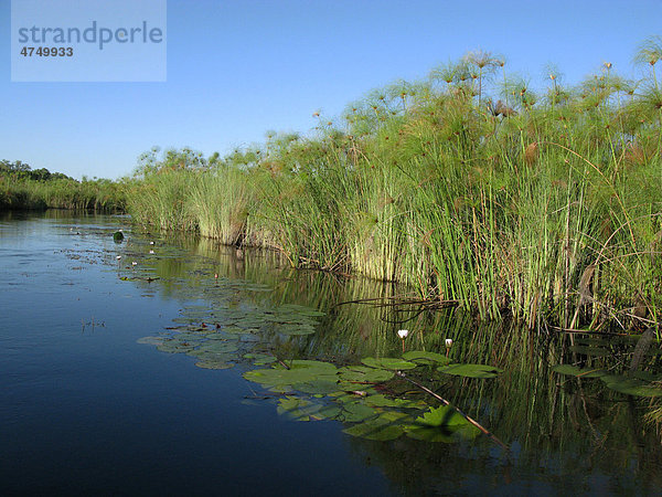 Papyrus oder Papyrusstauden wachsen am Rand eines Kanals  Okavango Delta  Botswana  Afrika
