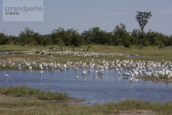 Kuhreiher (Bubulcus ibis)  Schar  und einige Wollhalsstörche (Ciconia episcopus)  Okavango Delta  Botswana  Afrika