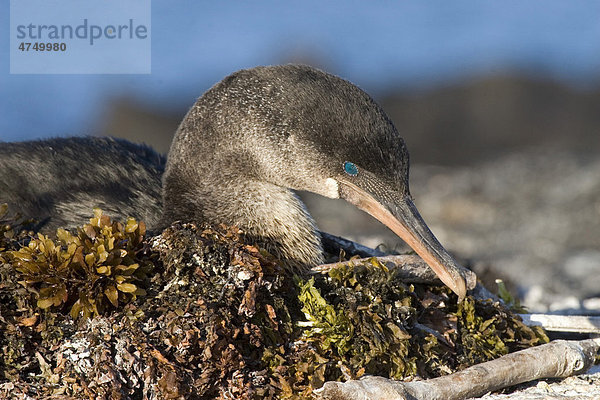 Flugunfähige Galapagosscharbe oder Stummelkormoran (Phalacrocorax harrisi)  auf aus Seetang gemachtem Nest