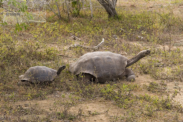Zwei Gal·pagos-Riesenschildkröten (Chelonoidis nigra) in unterschiedlichen Wachstumsstadien  San Cristobal  Gal·pagos-Inseln  Ecuador