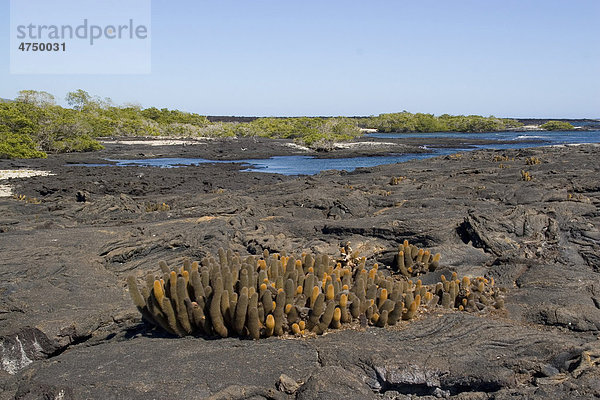 Lava-Kaktus (Brachycereus nesioticus)  Gal·pagos-Inseln