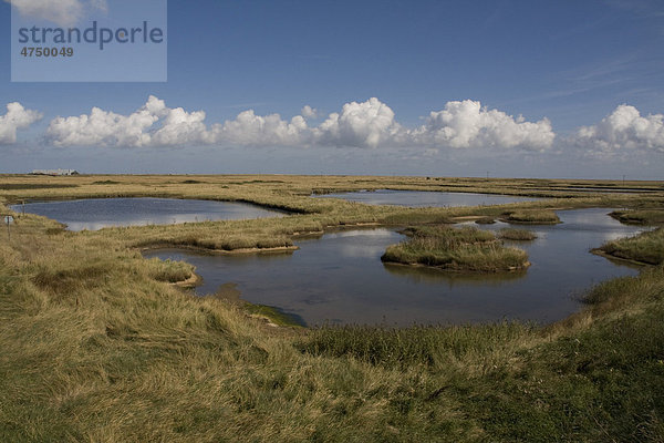 Salzwiesen im King's Marsh Moor  Orford Ness  Suffolk  England  Großbritannien  Europa