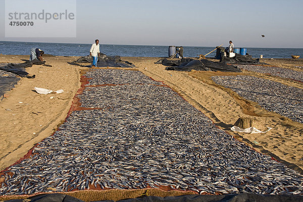 Fische zum Trocknen ausgelegt  bei Negombo  Sri Lanka  Südasien