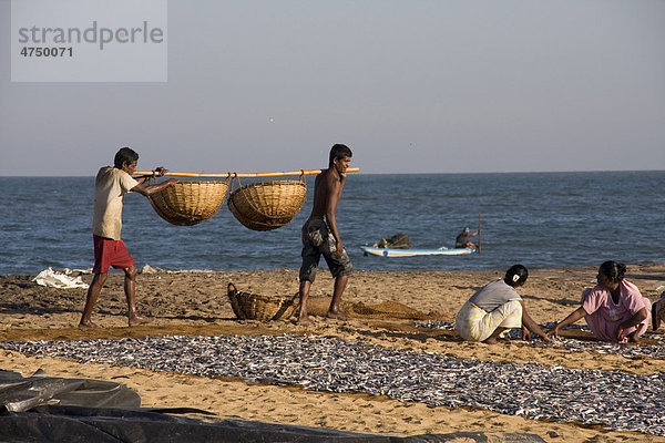 Fischer tragen Fische in Körben während Frauen gefangene Fische zum Trocknen auslegen  Negombo  Sri Lanka  Südasien